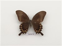 藏品(臺灣琉璃翠鳳蝶)的圖片